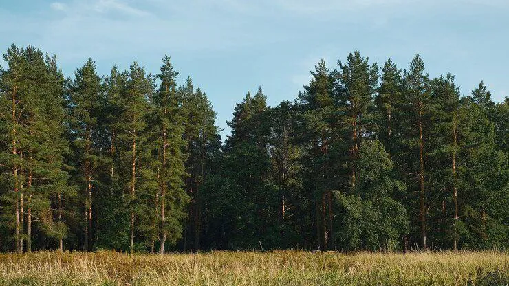 медиасток.рф