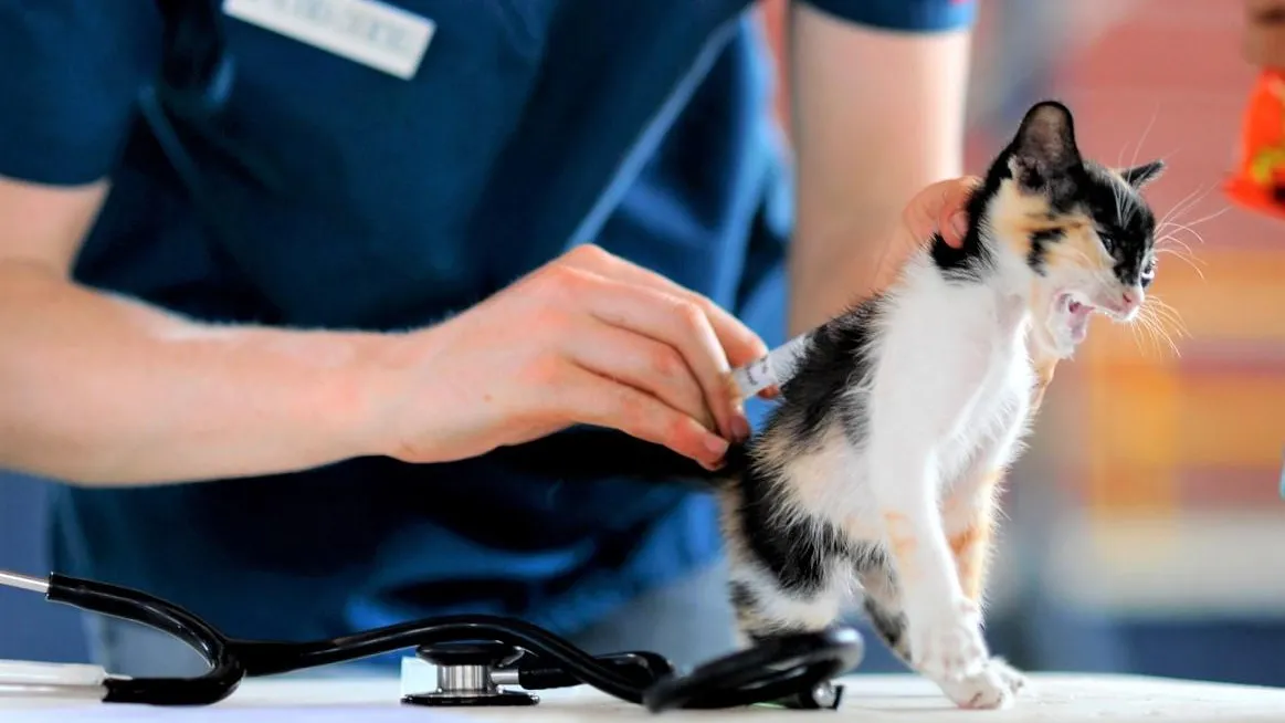 Фото: pxhere.com