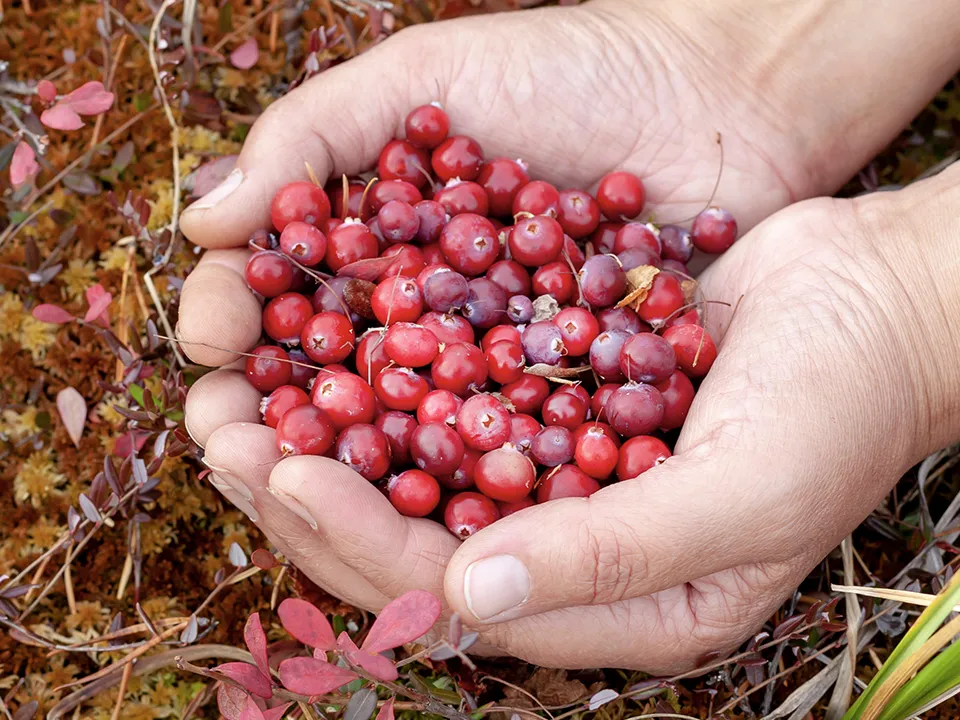 Фото: istockphoto.com/Ilmar Idiyatullin