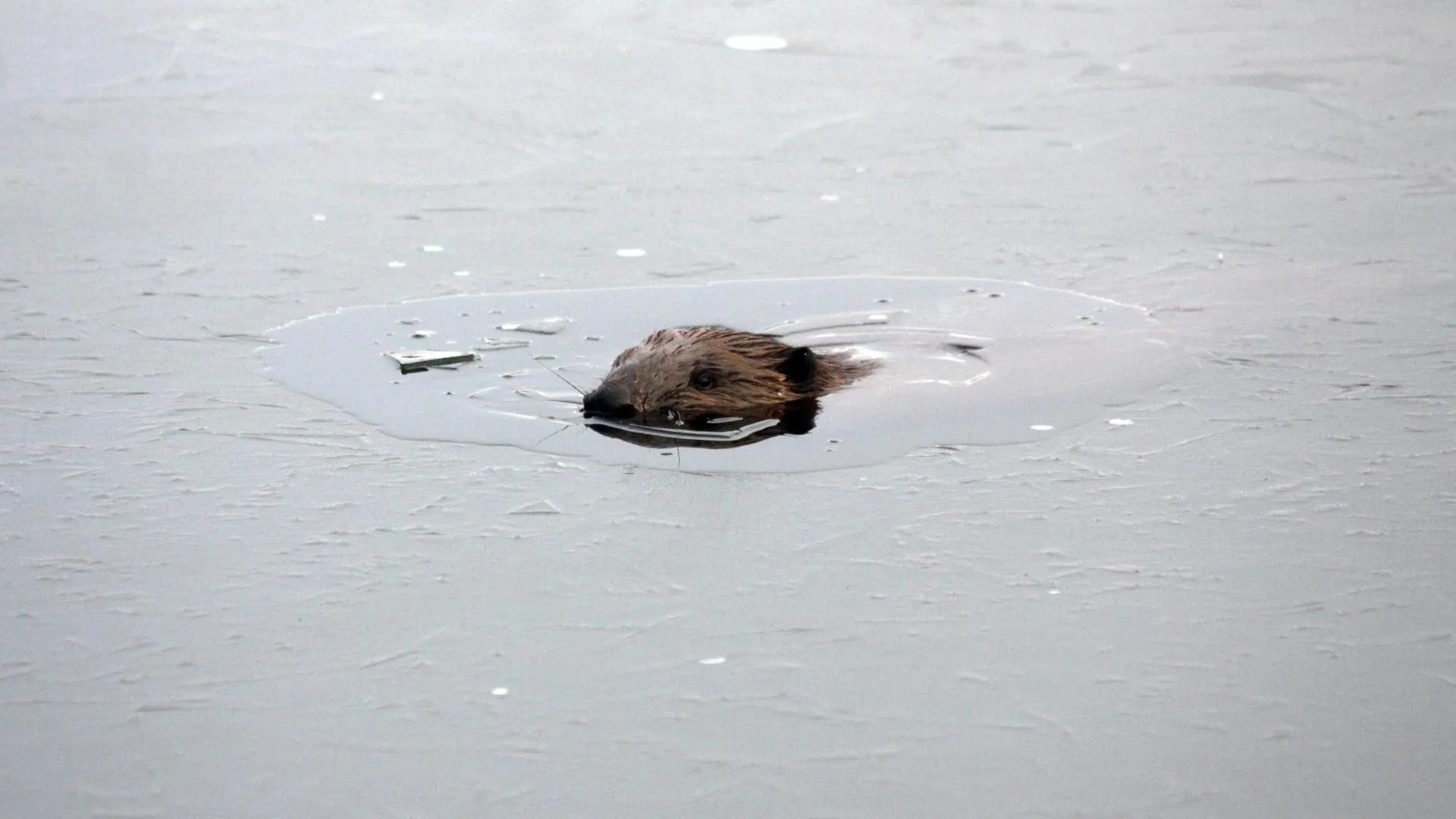 медиасток.рф