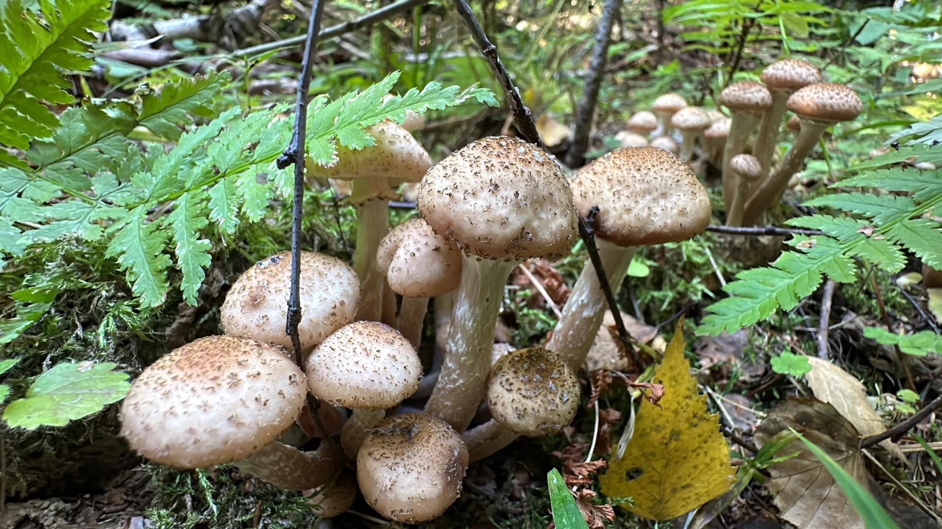 Мария Петрова