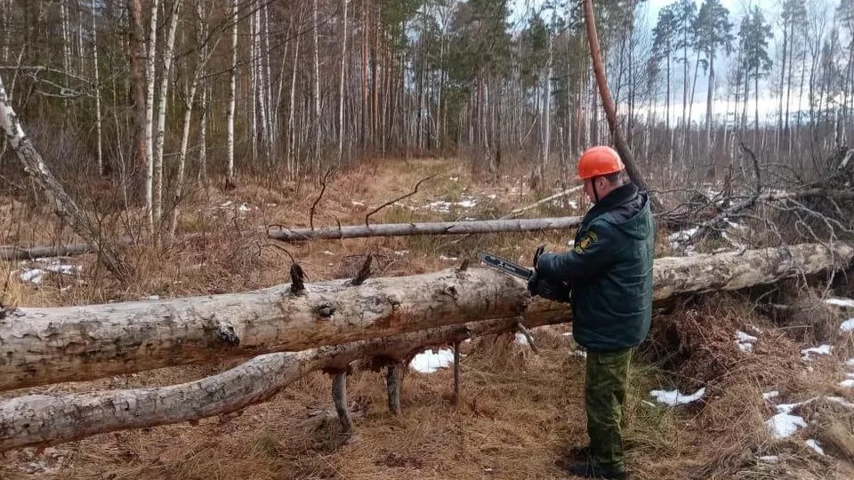 Фото: Комитет лесного хозяйства Московской области