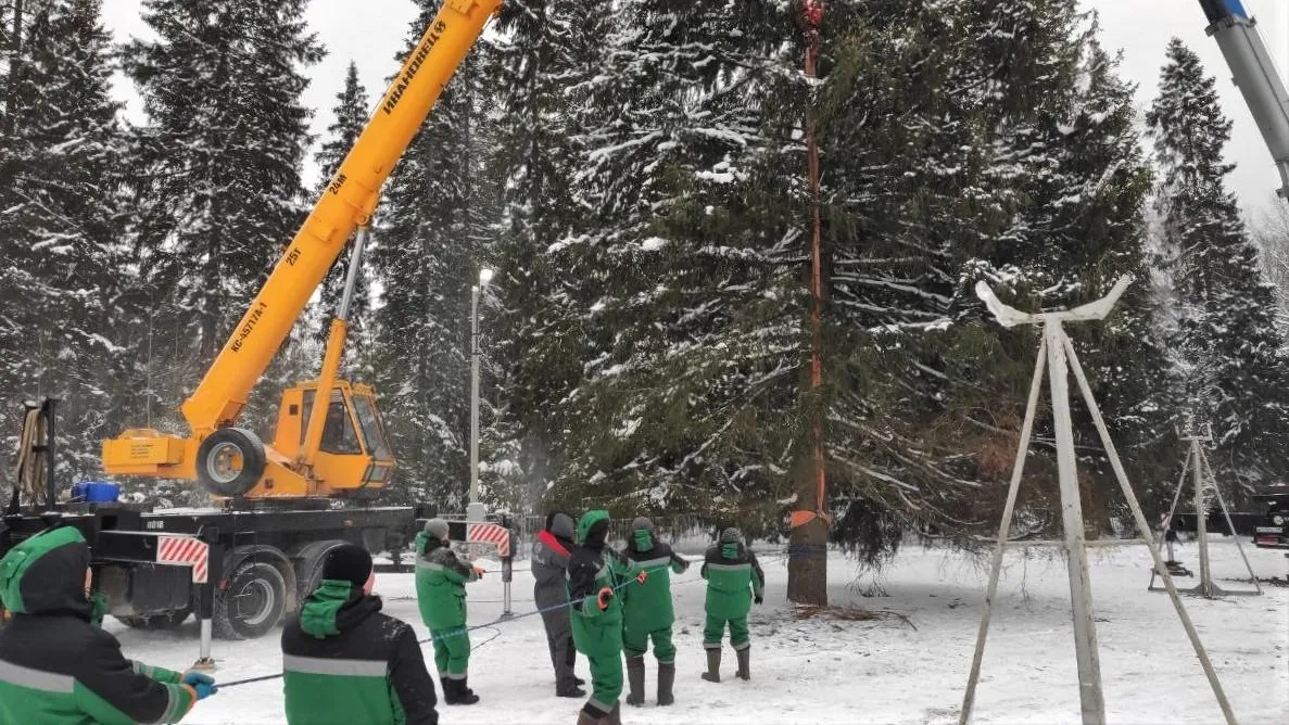 Главную новогоднюю елку России спилили в подмосковном Щелково