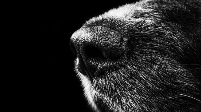 pixabay.com