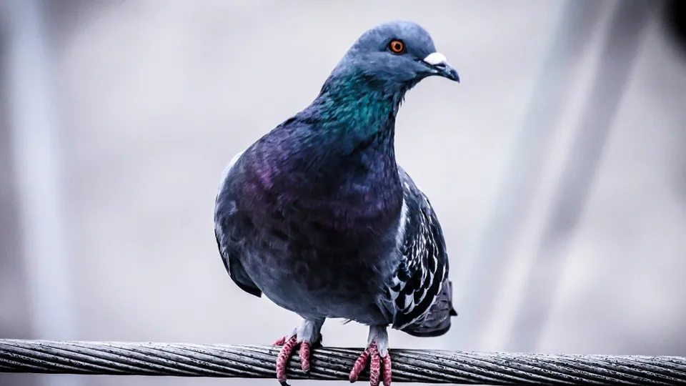 Фото: pxhere.com