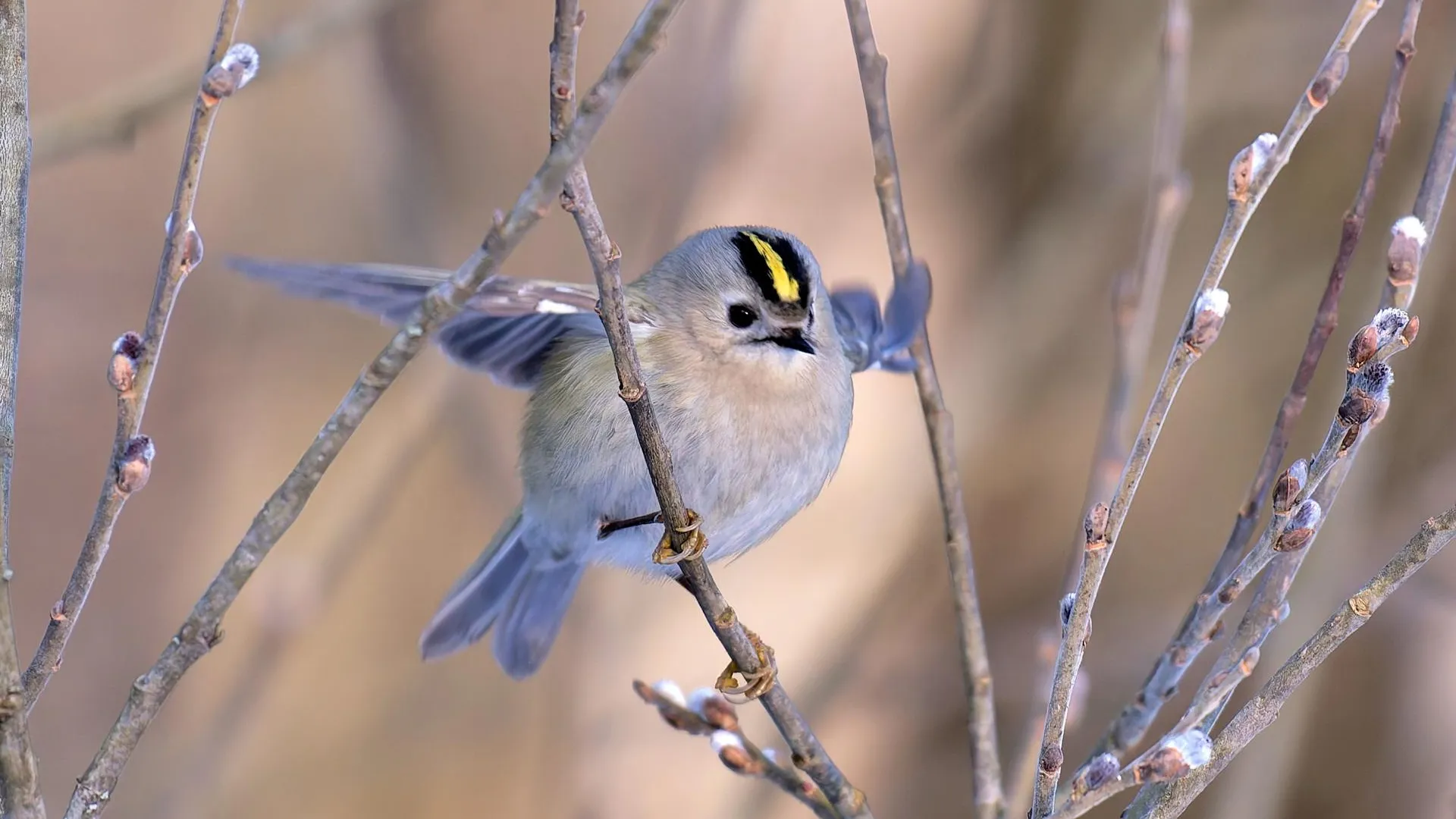Александр Бакланов