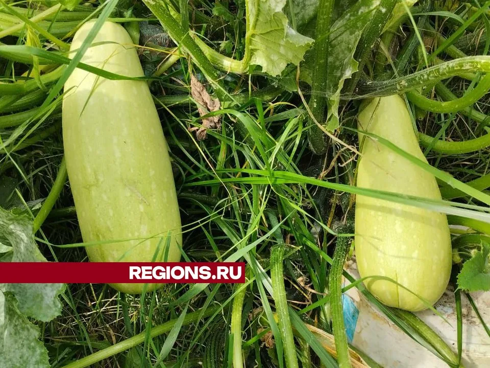 Фото: REGIONS/Наталья Широкая