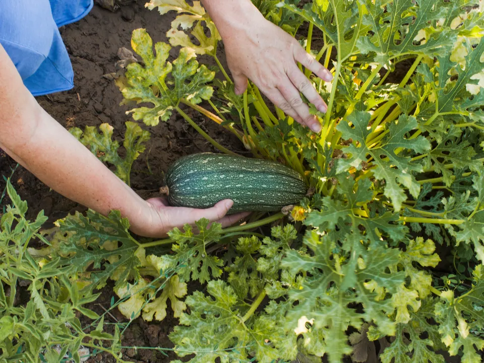 Фото: freepik.com