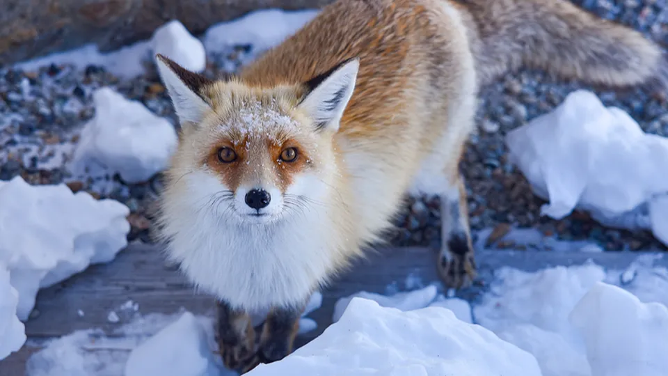 Фото: ТАСС/Иван Губский