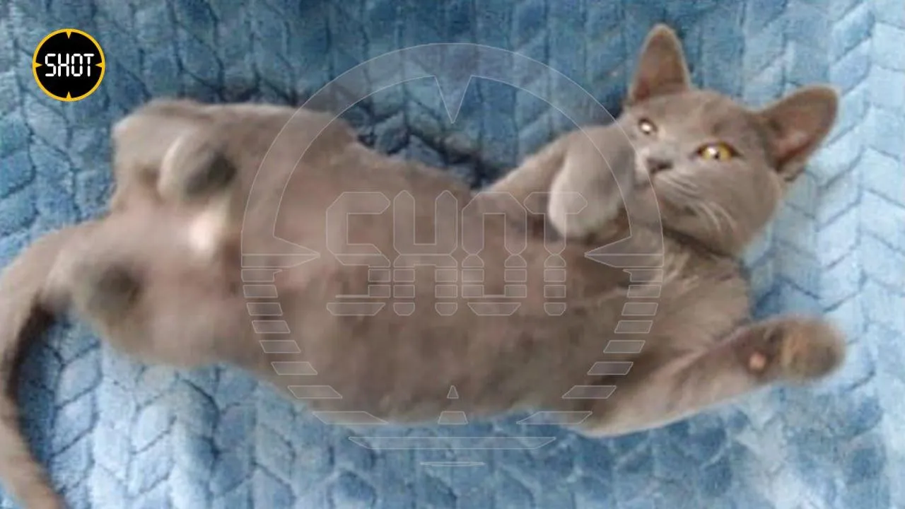 Фото: Telegram-канал Shot.
Спасенный кот
