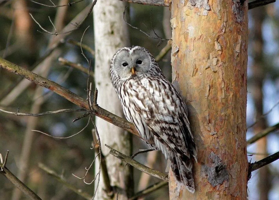 Фото: Евгений Софронов, https://ulrgo.ru/mmedia/photo/395/