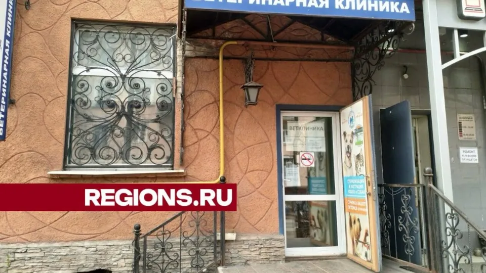 Ветеринары клиники пришли в ужас, когда поняли, что произошло с котом Фото: Яндекс.Карты