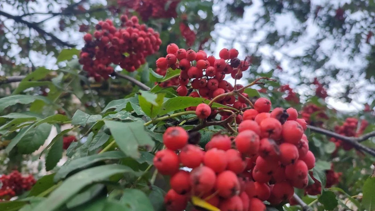 Фото: Елена Забелина
