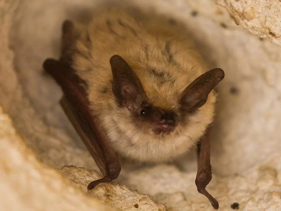 Нашествие летучих мышей в Москве и Подмосковье: риск бешенства растет — как спастись