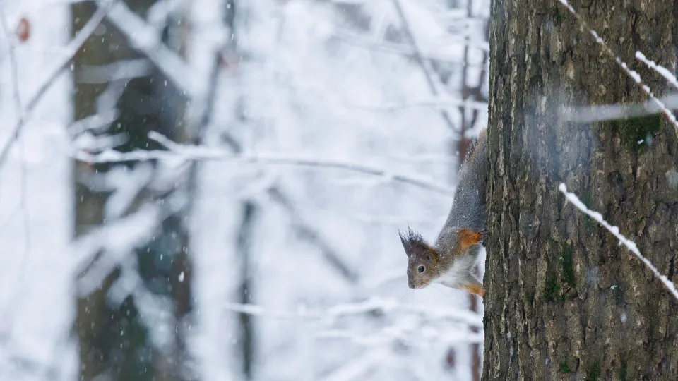 Фото: медиасток.рф