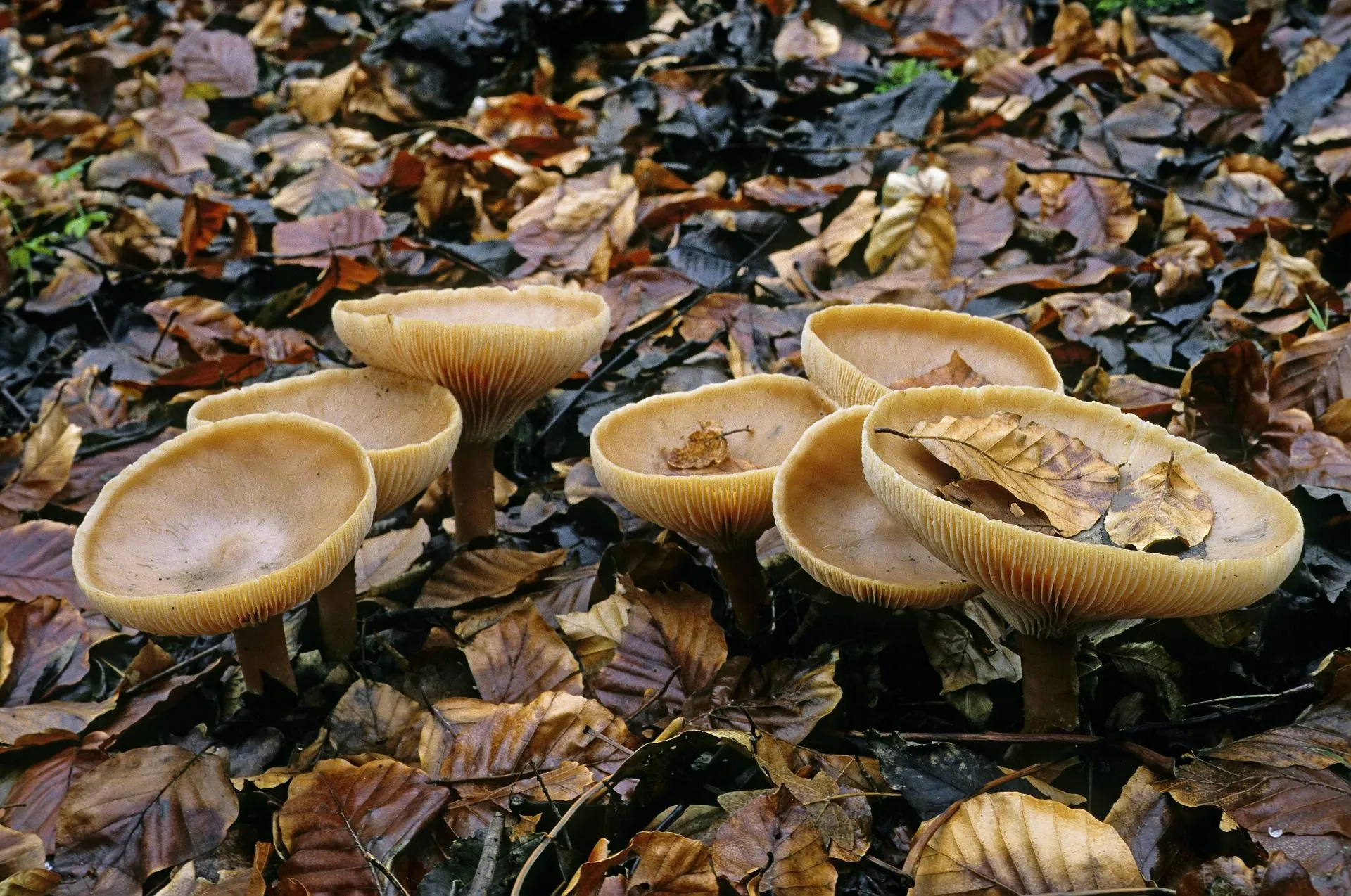 F. Hecker/blickwinkel