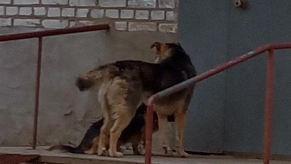 Фото: телеграм-канал «Красноармейский Крафт»