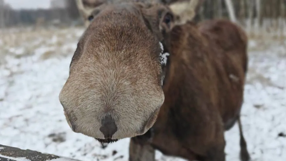 Фото: пресс-служба национального парка «Лосиный остров»