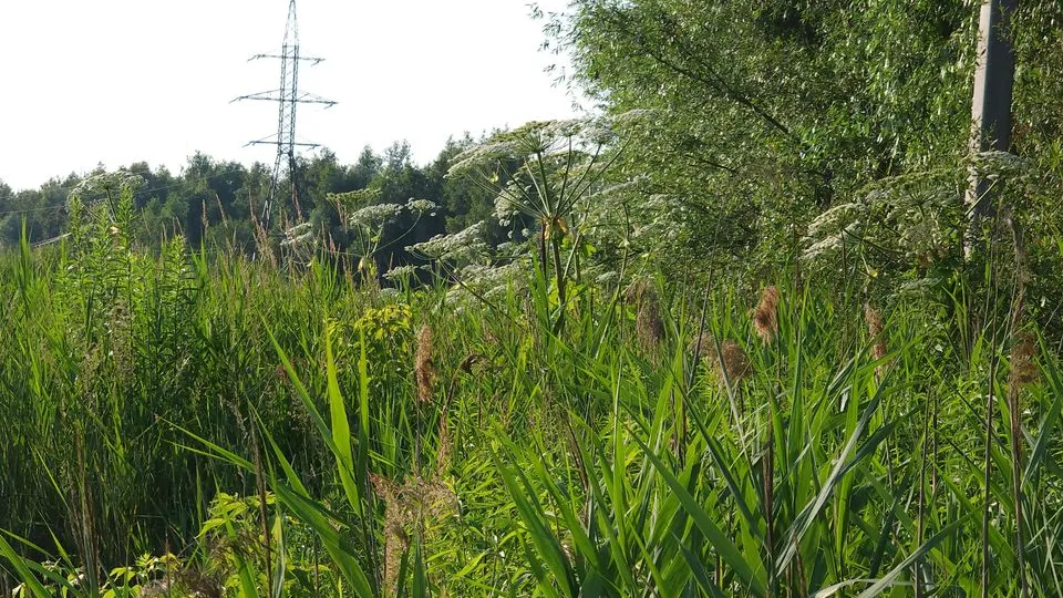 Фото: МедиаБанк Подмосковья/Ксения Пашуто