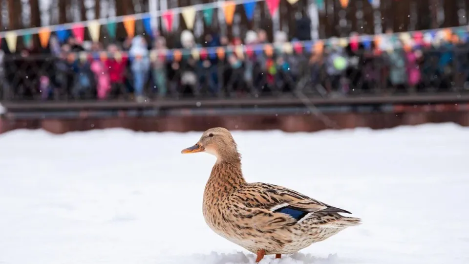 Фото: Парки г.о. Домодедово