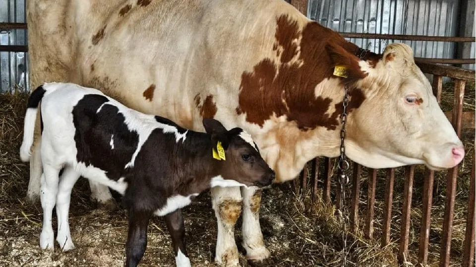 Фото: Федеральный исследовательский центр животноводства имени академика Л. Эрнста