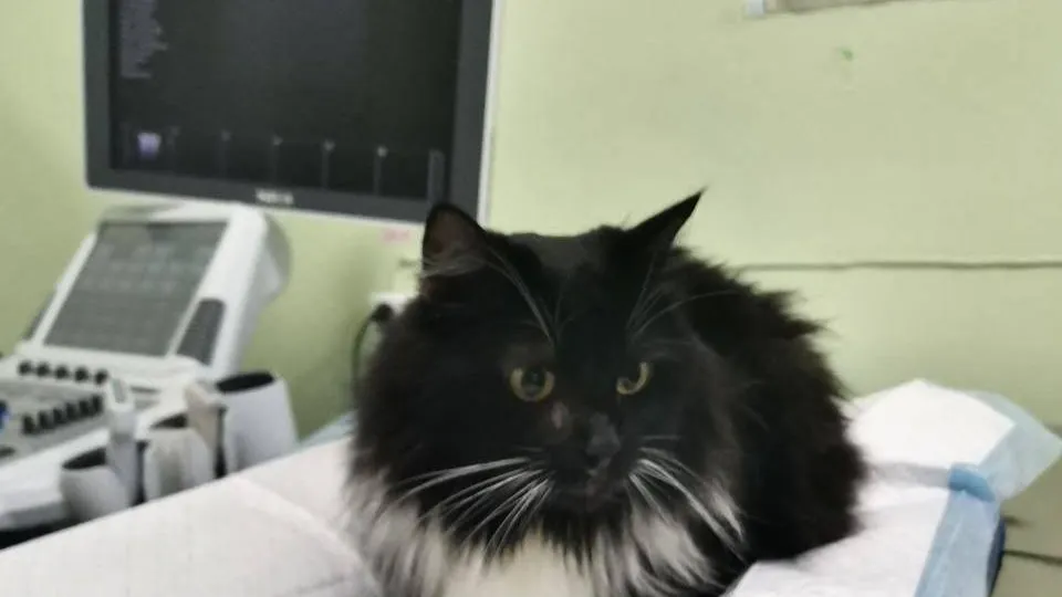 Фото: Министерство сельского хозяйства и продовольствия Московской области