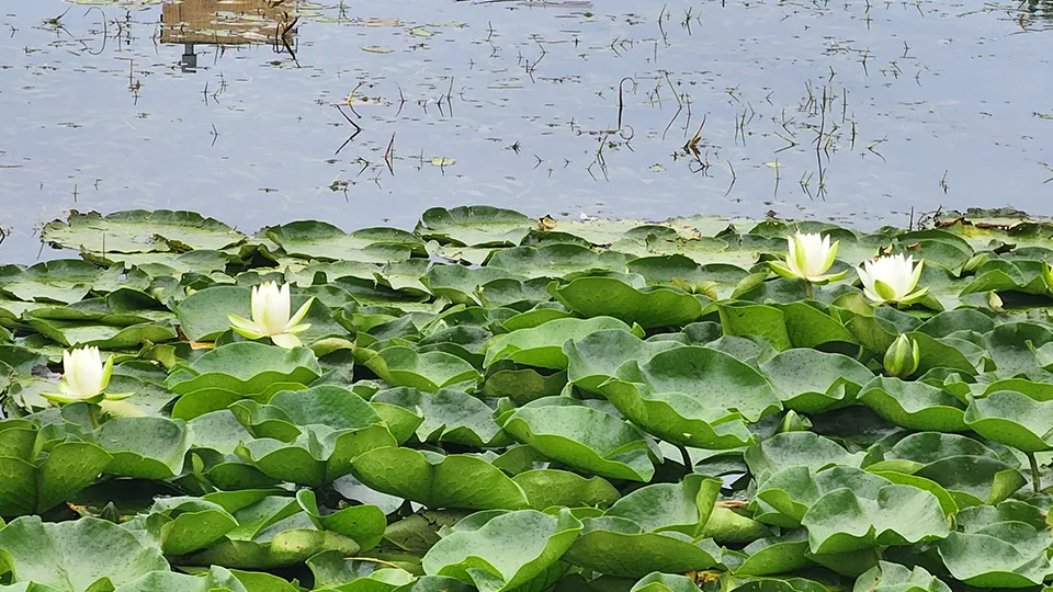 Фото: МедиаБанк Подмосковья/Ольга Шеметова