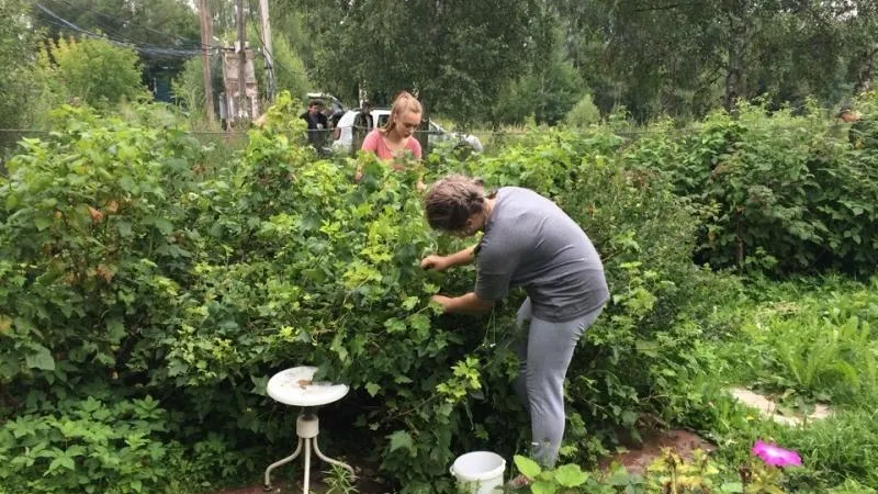В Ашукино активисты возродили тимуровское движение