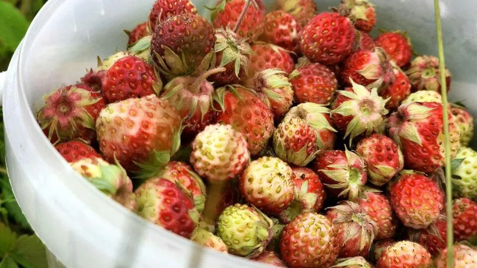 Фото: Мария Панина