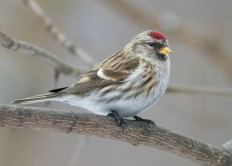 Фото: https://erbirds.ru/