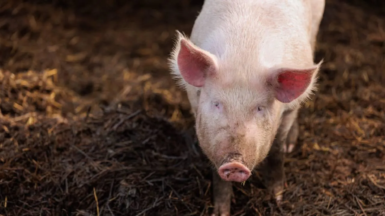 Поросенок спас российских штурмовиков в зоне СВО: его дальнейшая судьба неизвестна