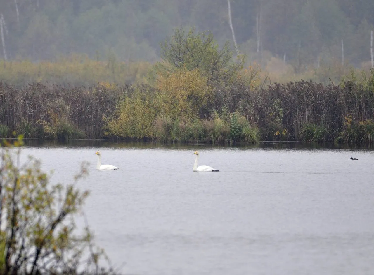 Фото: t.me/elk_island_national_park