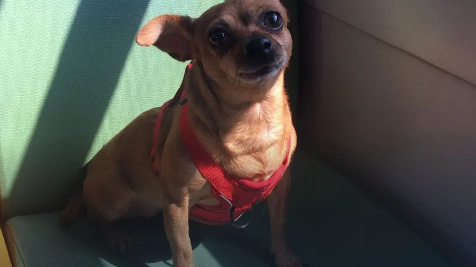 Фото: t.me/central_ppk