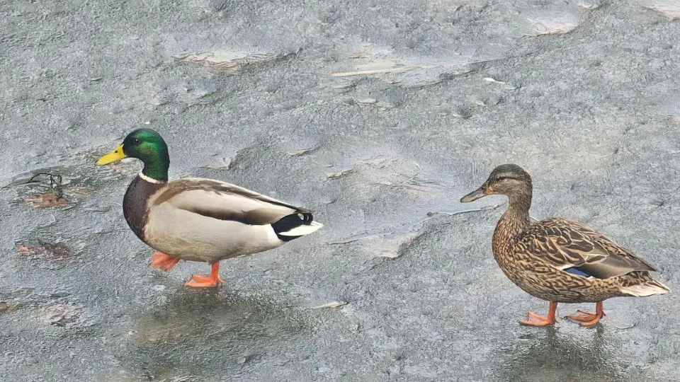 Фото: личный архив Надежды Россейчук