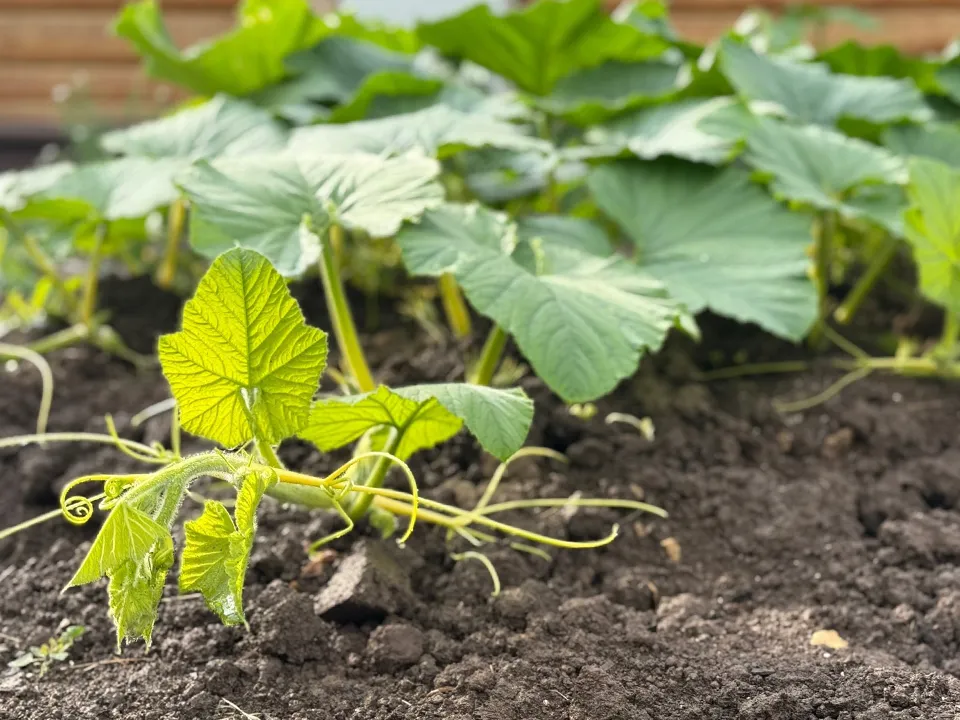 Тыква в открытом грунте