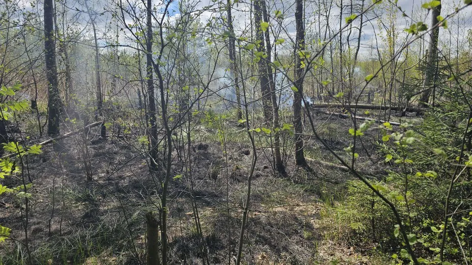 Фото: Комитет лесного хозяйства МО