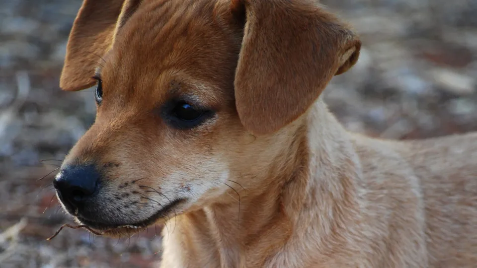 Фото: pxhere.com