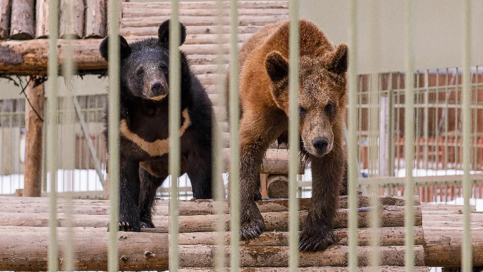 Фото: медиасток.рф