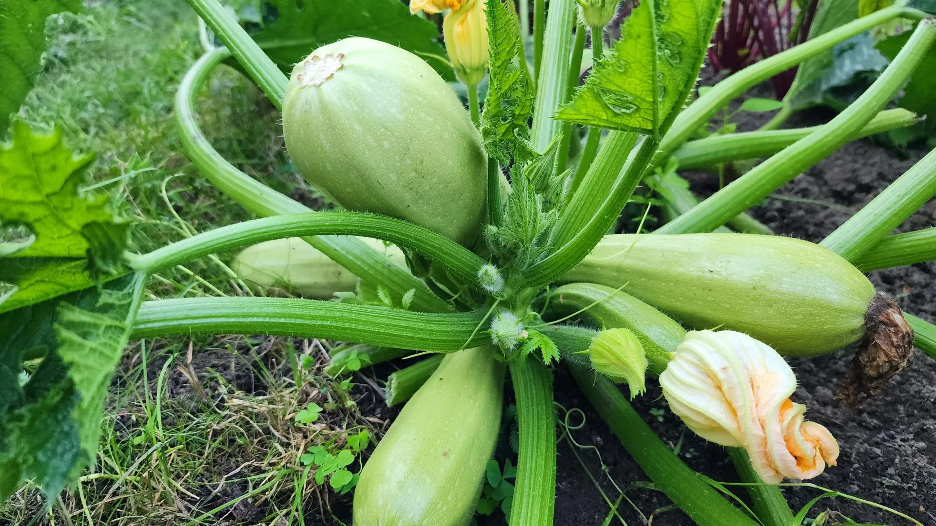 МедиаБанк Подмосковья/Ксения Пашуто