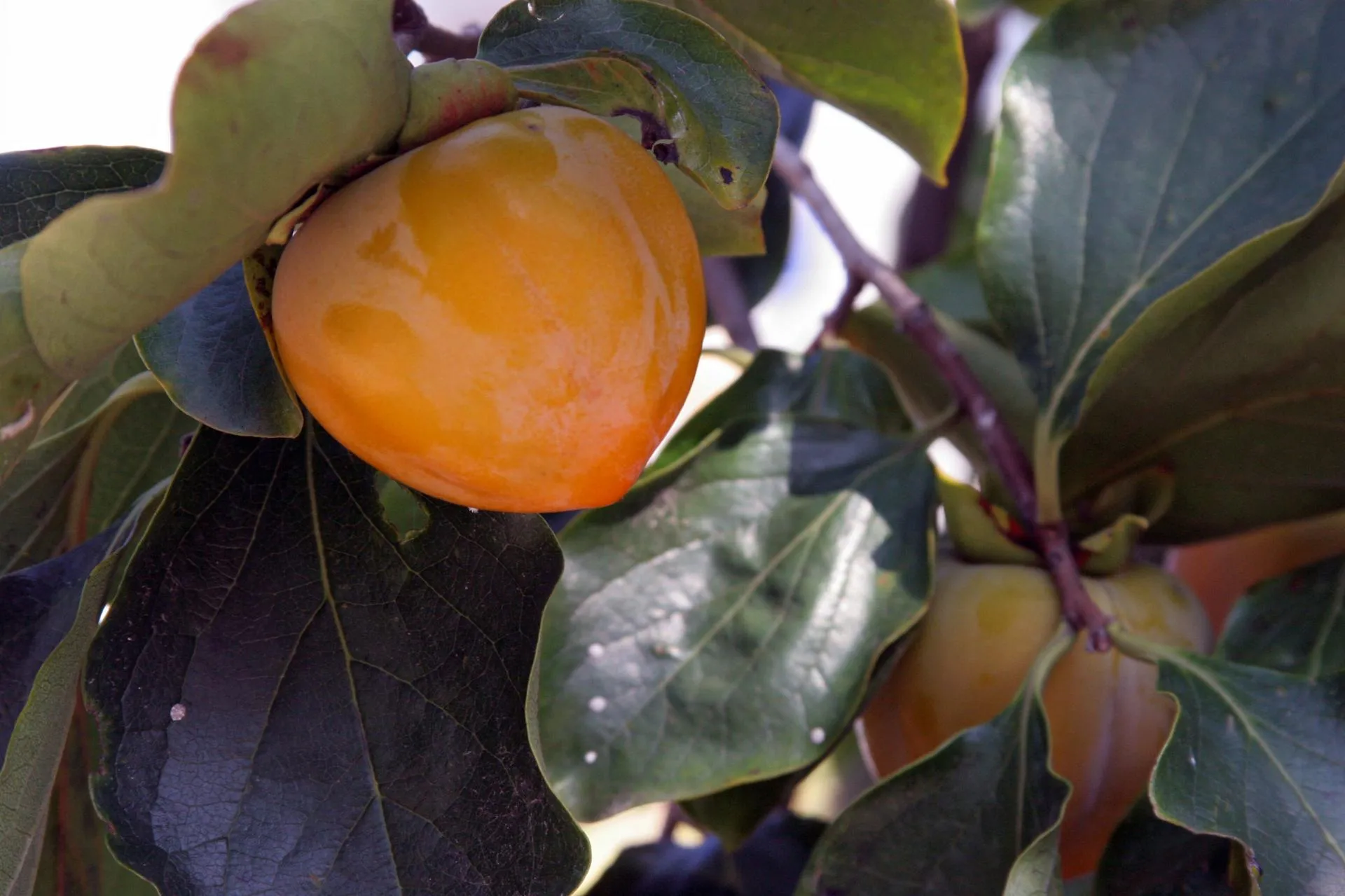 Anvar Galeev/Russian Look