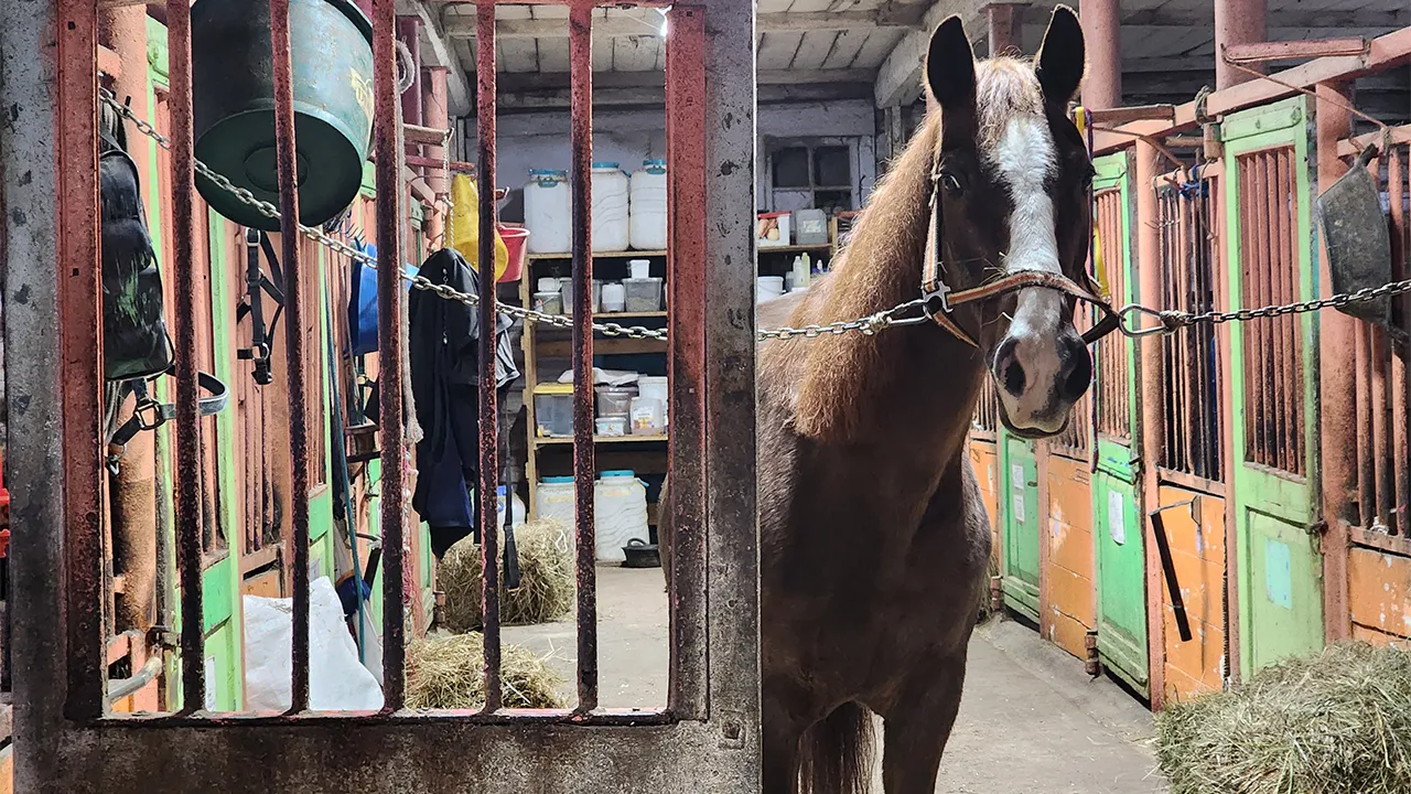 МедиаБанк Подмосковья/Ольга Шеметова
