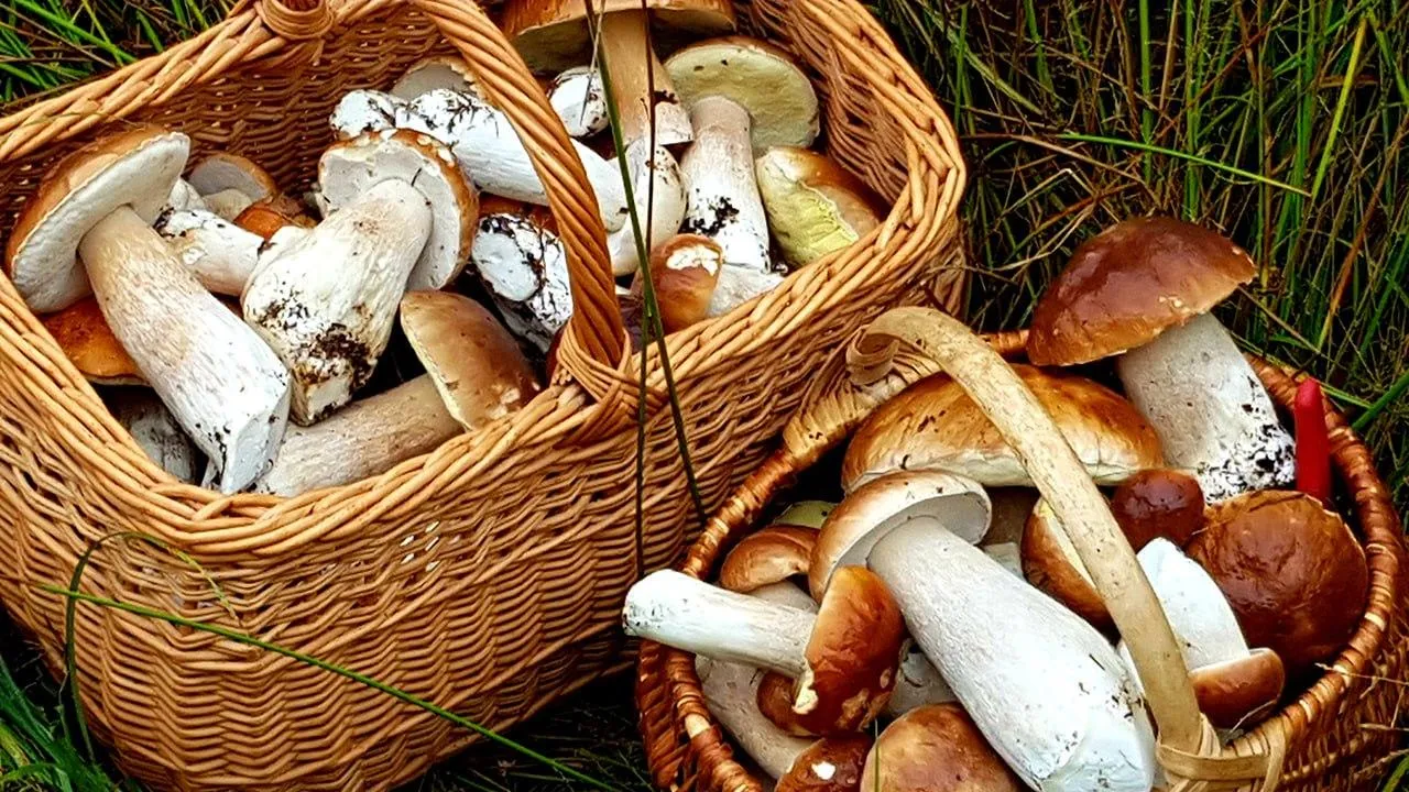 istockphoto.com/Anatolijs Gizenko