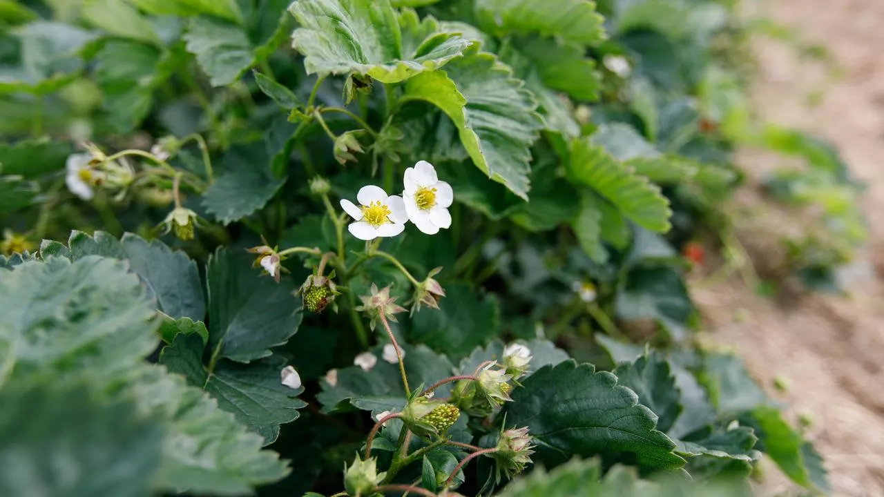 медиасток.рф