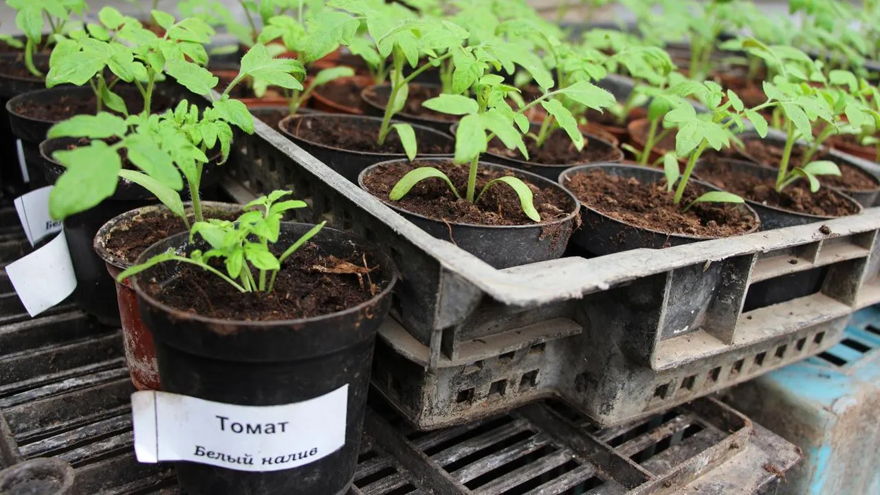 медиасток.рф