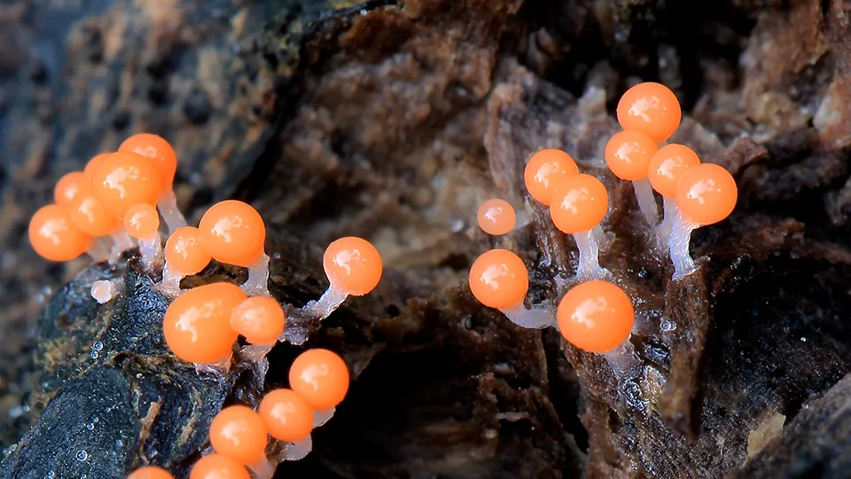 Фото: сommons.wikimedia/Stu's Images