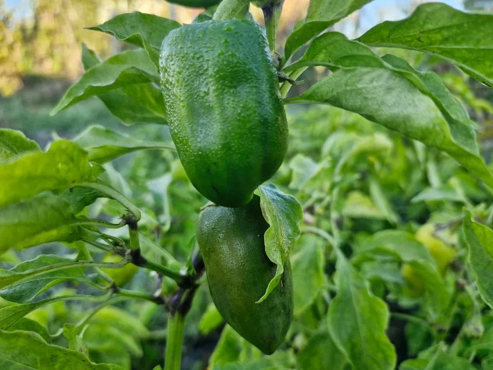 Фото: REGIONS/Наталия Надточая&nbsp;