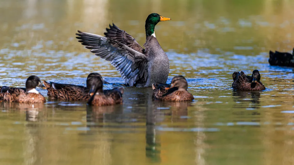 Фото: медиасток.рф