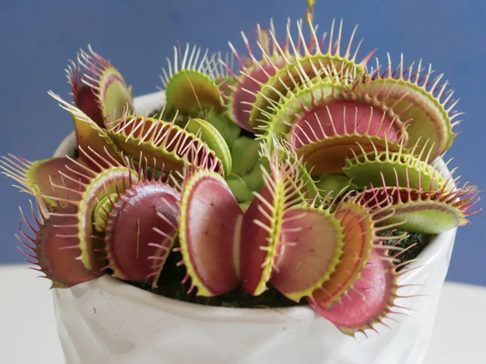 Фото: сommons.wikimedia/Maronesty