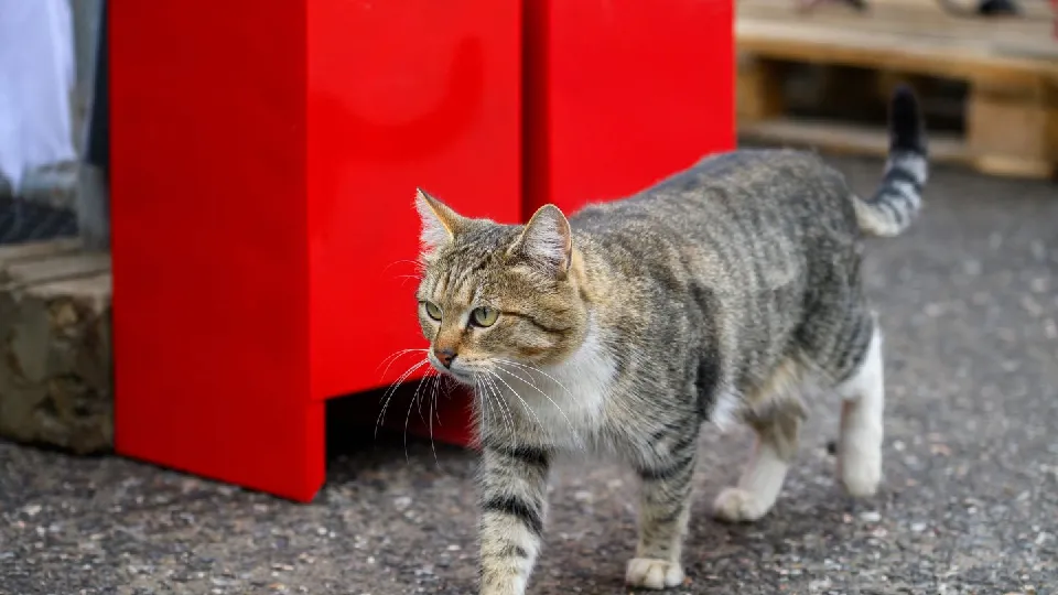 Фото: медиасток.рф