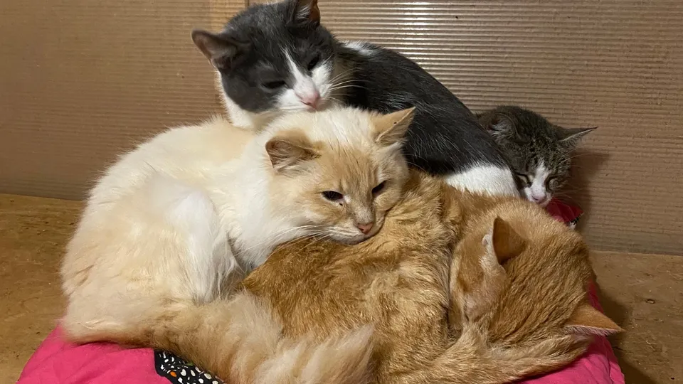 Фото: центр передержки животных «Котлэнд»